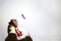 Diode Dynamics H8 XP80 LED - Cool - White (Pair)