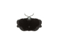 DISC BRAKE PADS