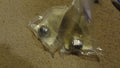 GM Performance auto part