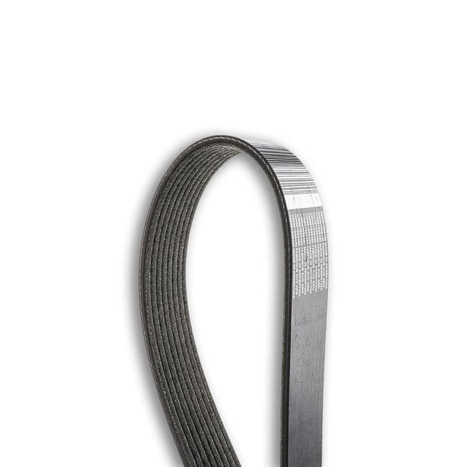 POLY COG GOLD LABEL BELT