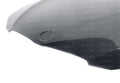 OEM-Style Carbon Fiber Hood